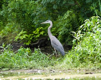 heron soft toy