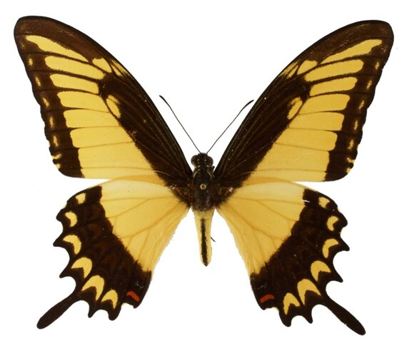 Real Papilio lycophron Butterfly Spread or laminated