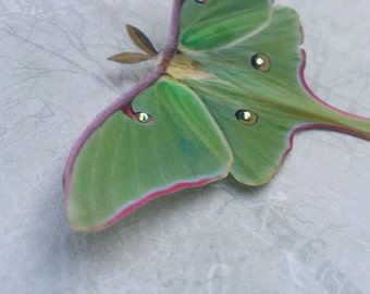 Silk Luna Moth Hair Clip. Hand cut from silk with Swarovski Crystals