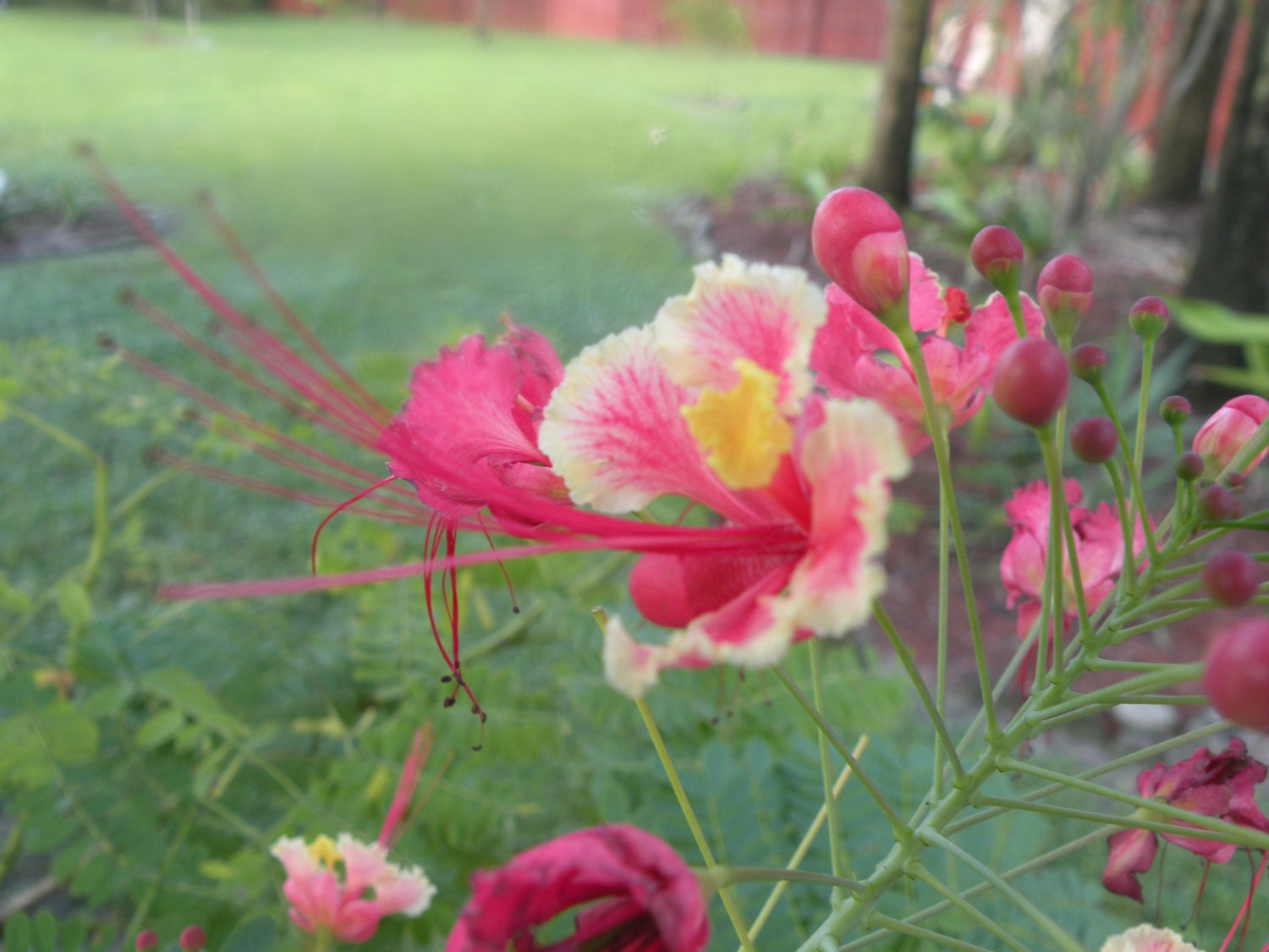 Pink Pride of Barbados flowering shrub. 10 seeds.
