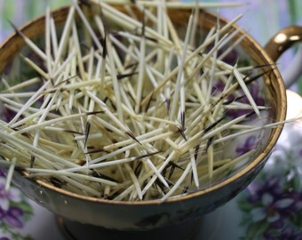 10 Small Porcupine Quills