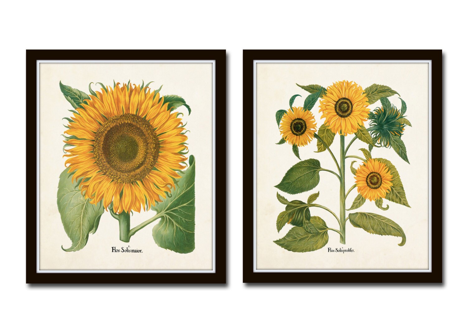 Antique Sunflower Print Set No. 4 Botanical Print Botanical