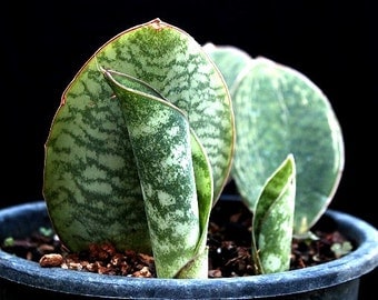 Whale Fin, Sansevieria, masoniana, dramatic houseplant, giant succulent, 5 rare seeds, drought tolerant, Masons Congo, collectors plant