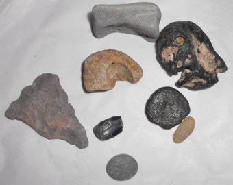 Found Fossils beach rocks Found Arrowhead Atlantic Ocean Myrtle Beach Nov 2015 shell supply Free Shipping