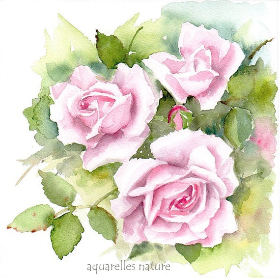 English roses Original watercolor painting Floral art pink