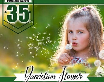 35 dandelion flower photo overlays, photoshop overlay, photo overlays, summer wedding baby photo, photoshop templates,PNG files