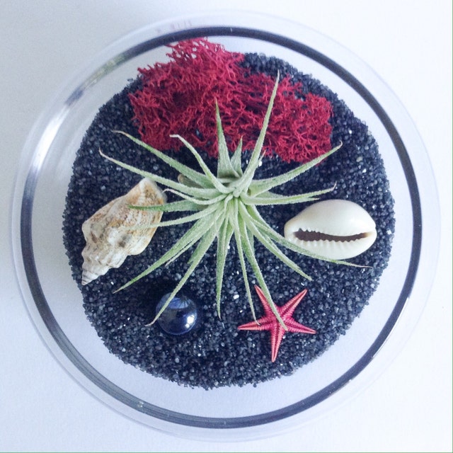 DIY Air Plant Mini Gardens by TerrariumKits on Etsy