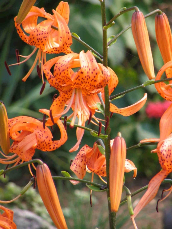 tiger lily seeds bulbils long lasting blooms flowering tiger lily seeds bulbils long lasting blooms flowering