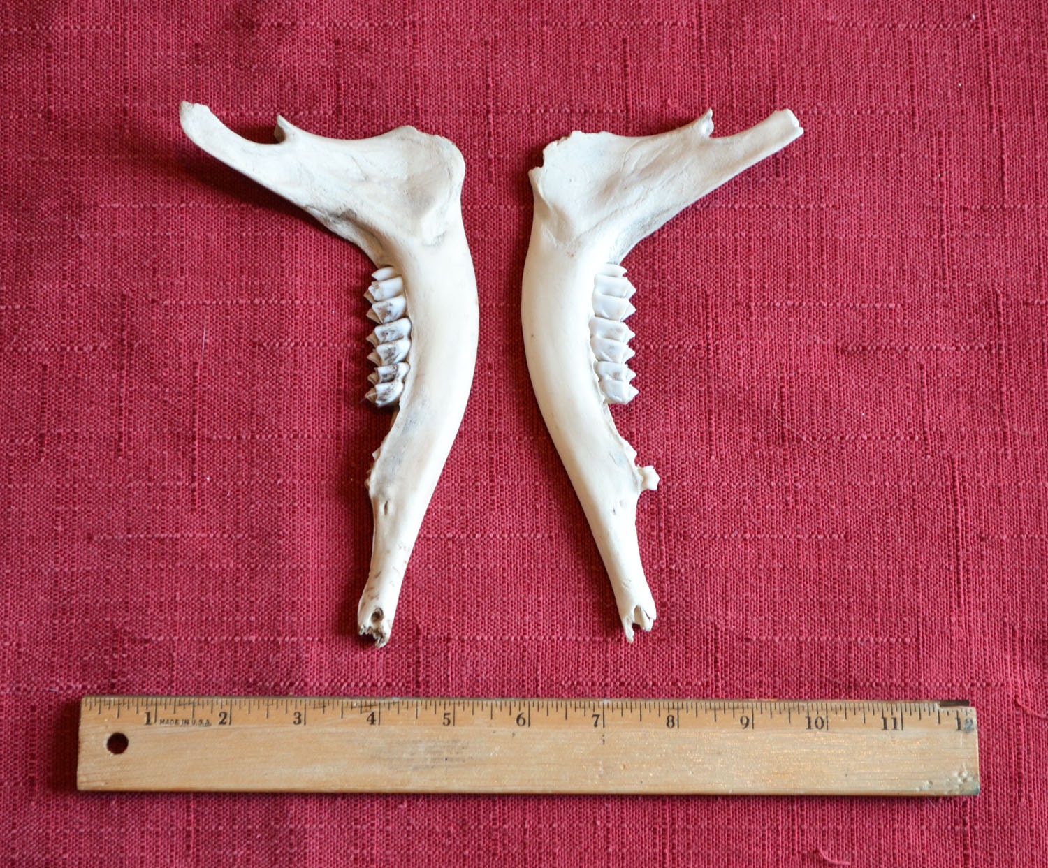 DEER JAWBONES Real Jaw Taxidermy Animal Bones by TheCoyoteWoman