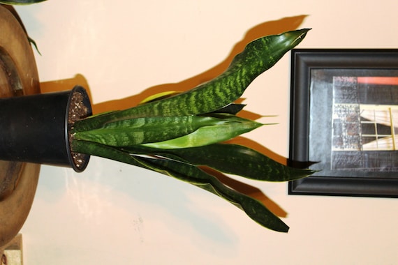 Beautiful Houseplant Sansevieria Trifasciata 'Black