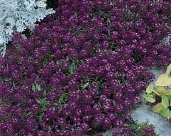 Alyssum- Oriental Nights- 200 Seeds each pack