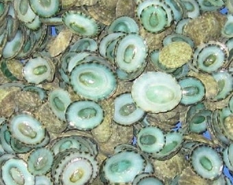 Green Limpet Shells - Beach Decor - Bulk Shells - Craft Shells - Blue Green Limpet Shells - Seashells - Beach Wedding Decor - Beach Craft