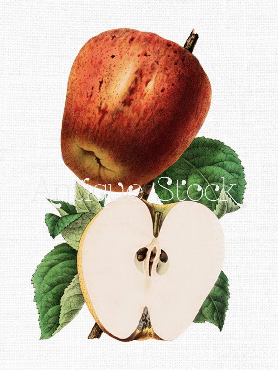 Vintage Apple Illustration 'Common Apple' Botanical