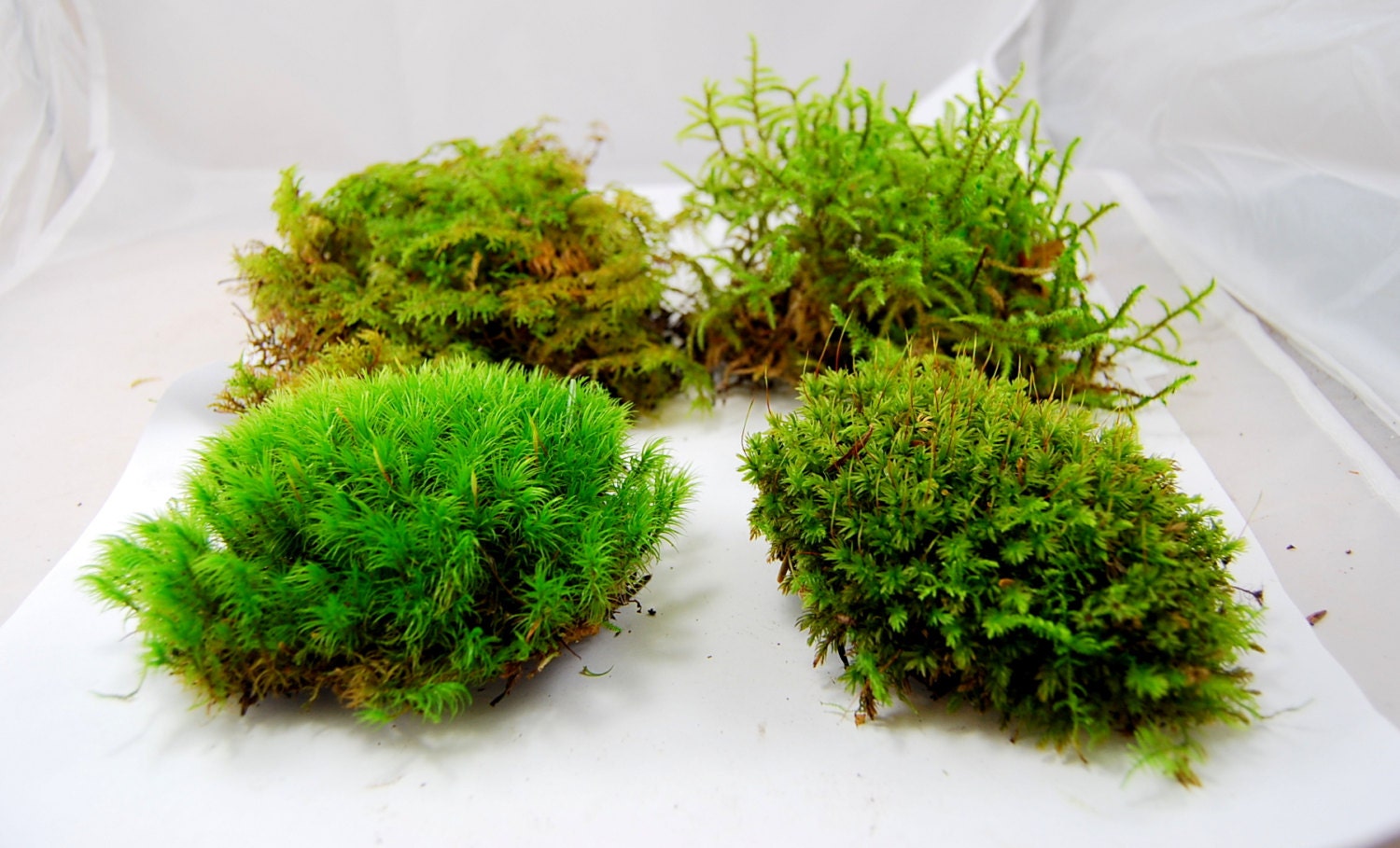 live moss mix terrarium moss vivarium moss for miniature or live moss mix terrarium moss vivarium moss for miniature or
