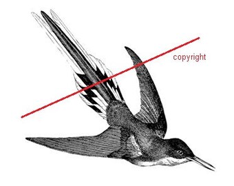 Vintage hummingbird - Temporary tattoo