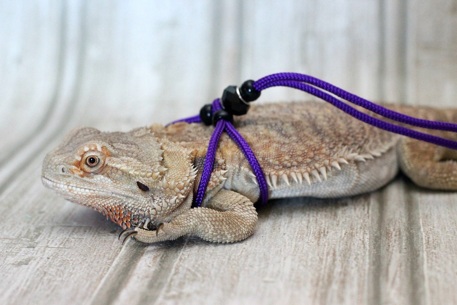 REPTILE LEASH ADJUSTABLE Leash harness Adjustable to fit any