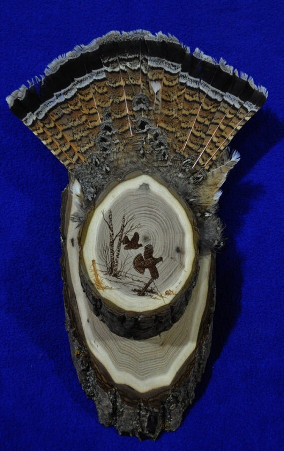 Hunting. Grouse Hunting. Grouse Fan Display. Grouse Fan Mount.