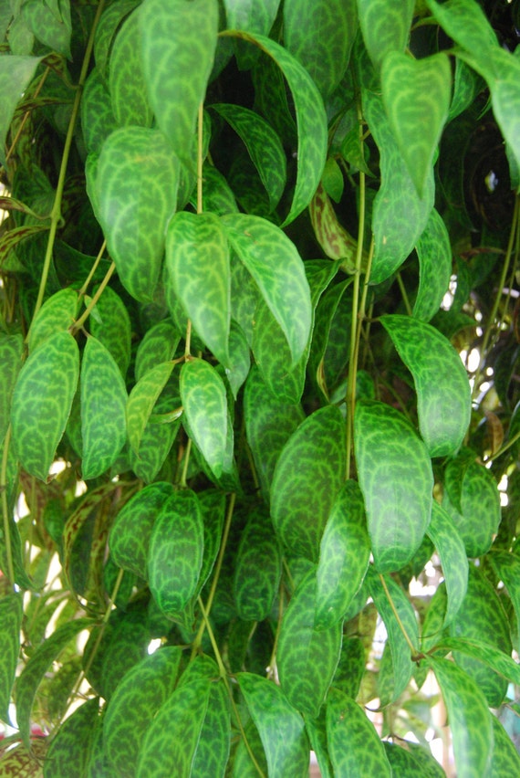Flowering Lipstick Plant 'Black Pagoda' Basket Vine