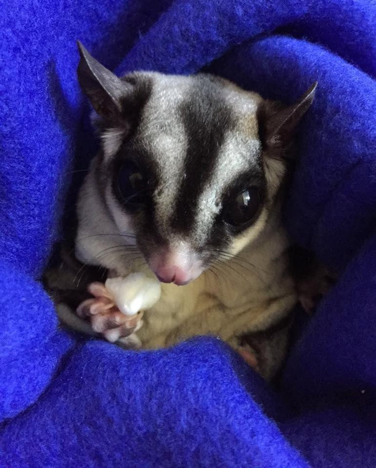 Sugar Glider Nail Trimming Pouch Assorted Colors