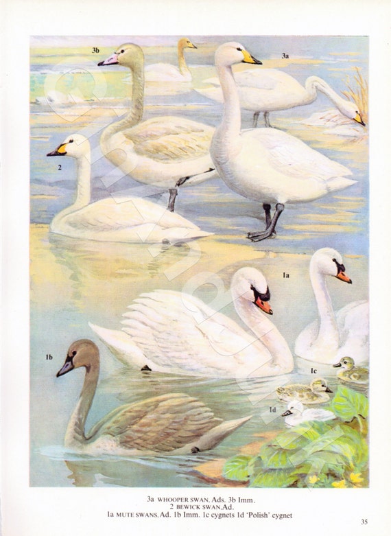 VINTAGE SWAN PRINT Whooper Swan Print Bird by GinAndJunk on Etsy