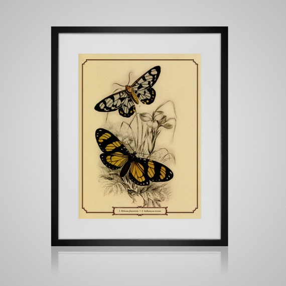 Framed Wall Art VINTAGE BUTTERFLY PRINT Free by PictureByPicture