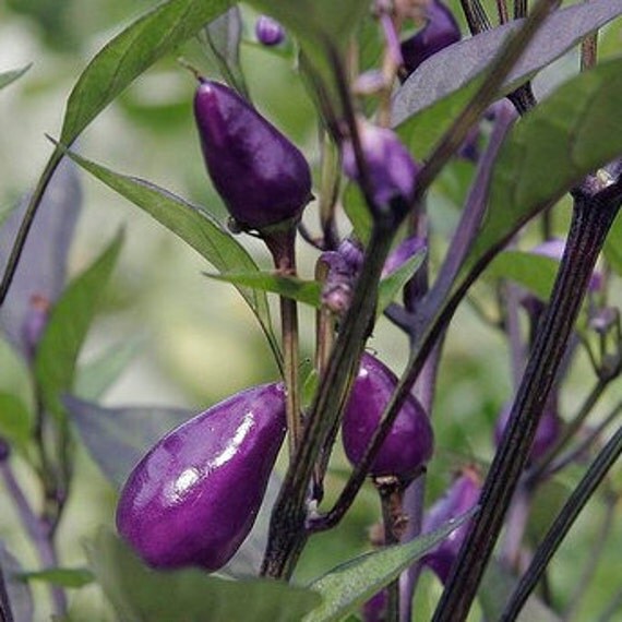 15 Purple Chili Peppers Seeds Color Hot Tiger Mini by FancyGarden