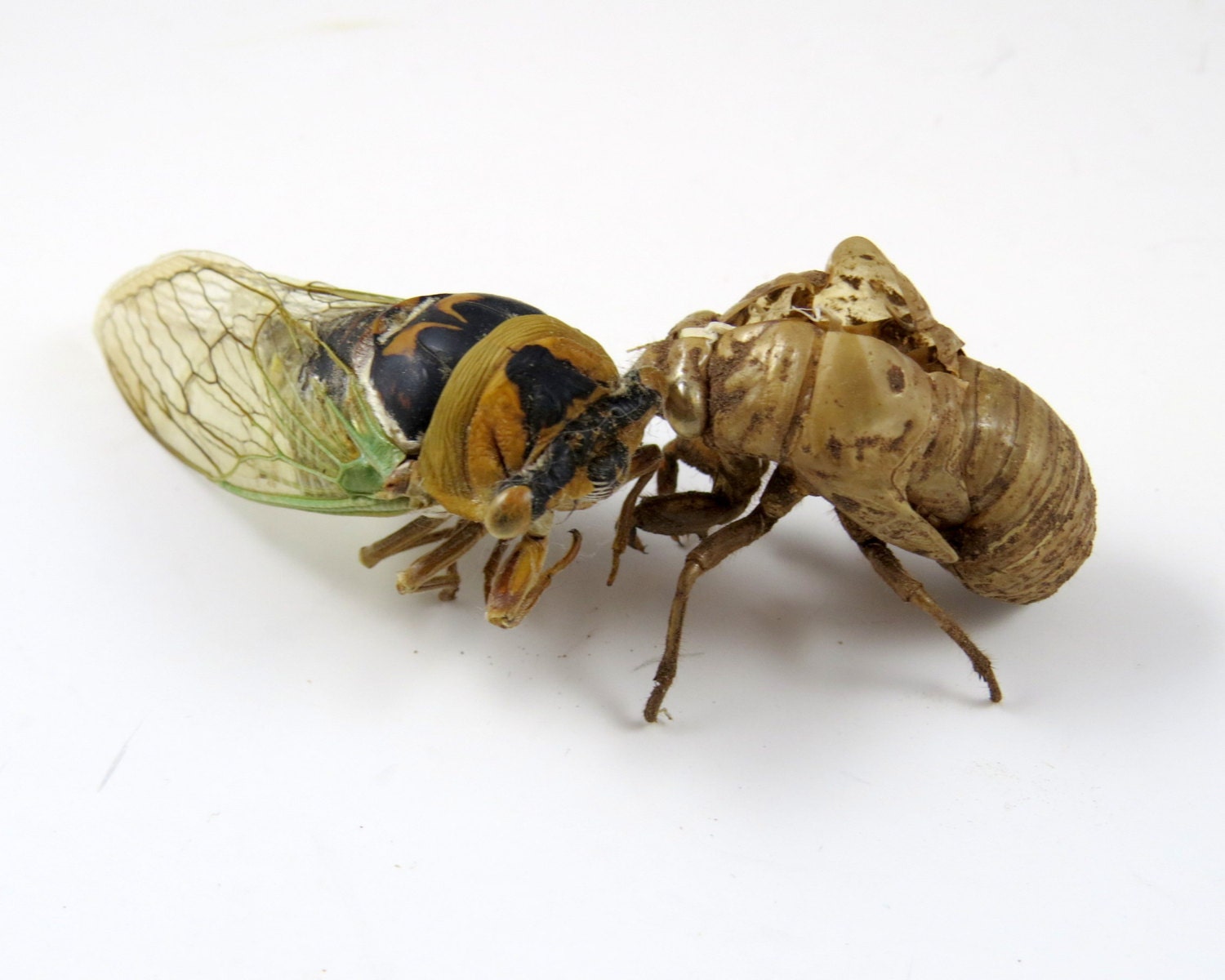 Adult Cicada 4