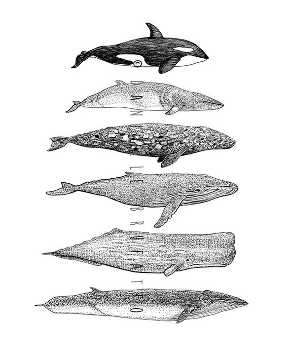 Cetacean Species of BC Original Illustration Print by