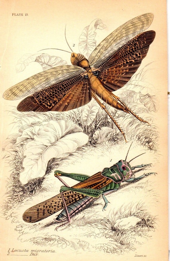 Custom Matted 1833 Antique Insect Print Locust Jardine Insect