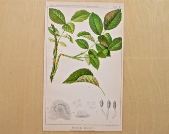 1887 - Rose Rust - Antique Print - Vintage Bookplate from The 1887 Commissioner of Agriculture - Kitchen and Home Decor