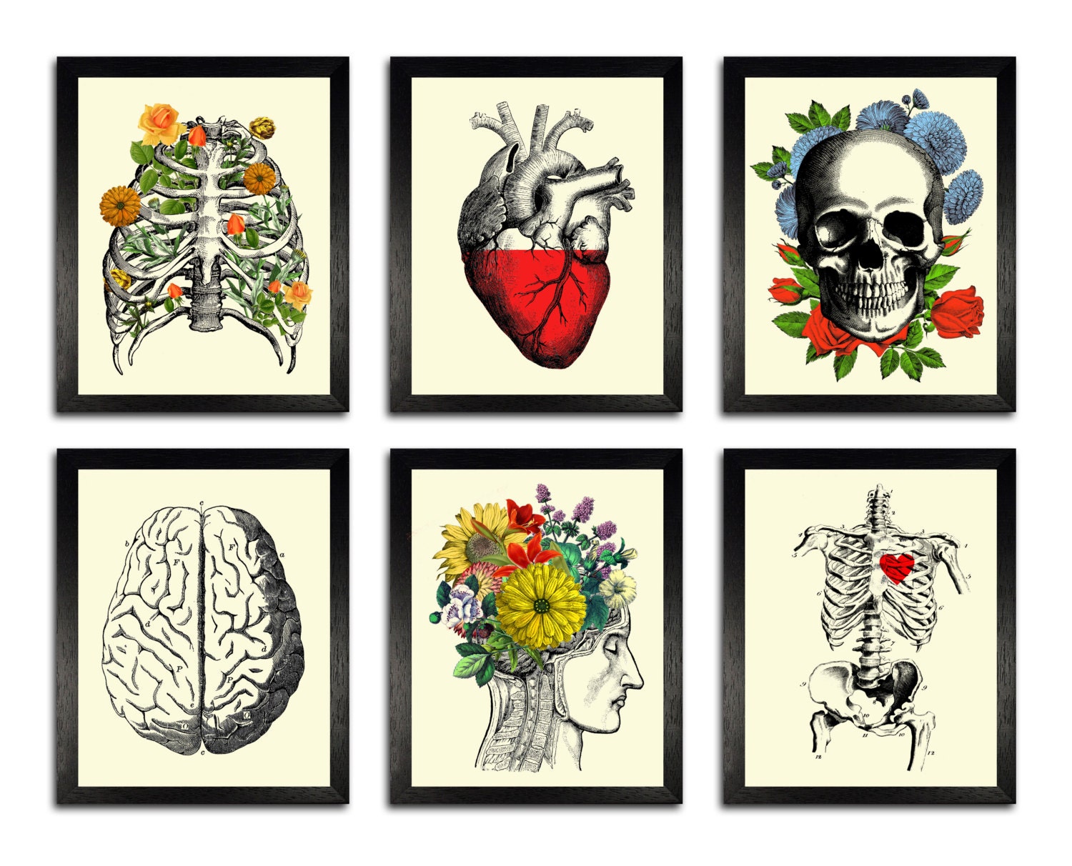 GIFT SET Six Colorful Anatomy Art Prints 8 x 10 Anatomy