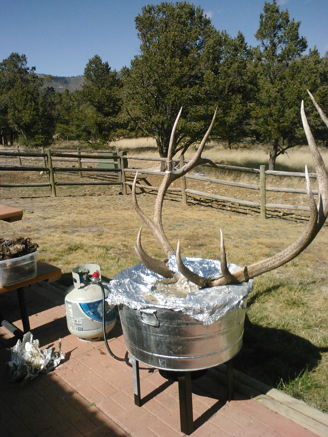 KELSEY ONLY AllNatural FOUND Elk Rack Very Large