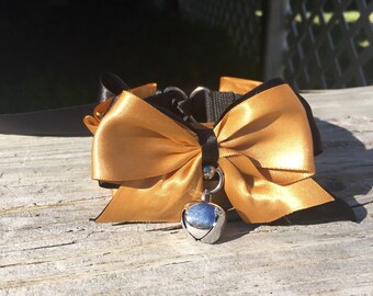 Gold and black kitten play collar