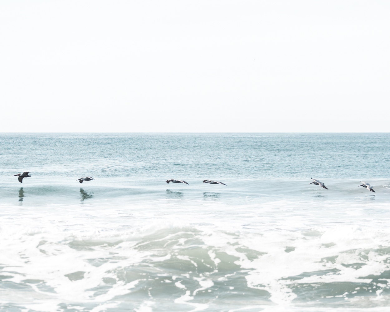Neutral Wall Decor Beach Wall Art Pelicans Ocean Photography