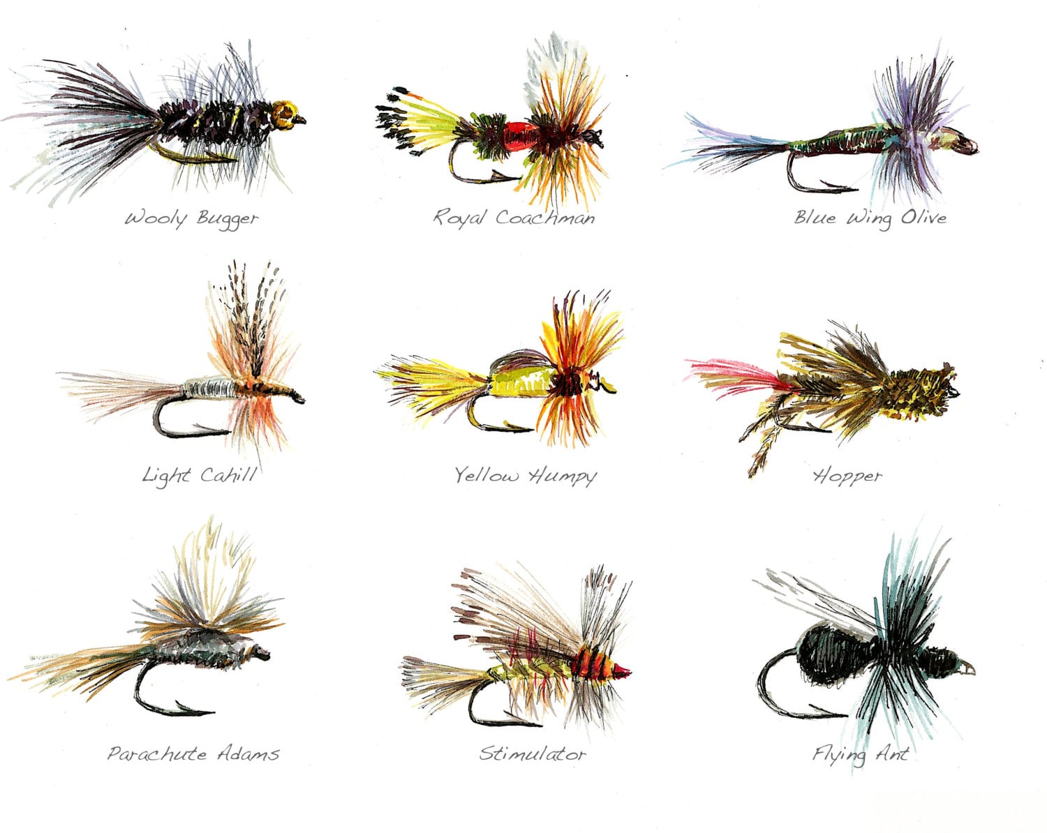 Fly Fishing Flies Limited Edition Watercolor Print by Cris
