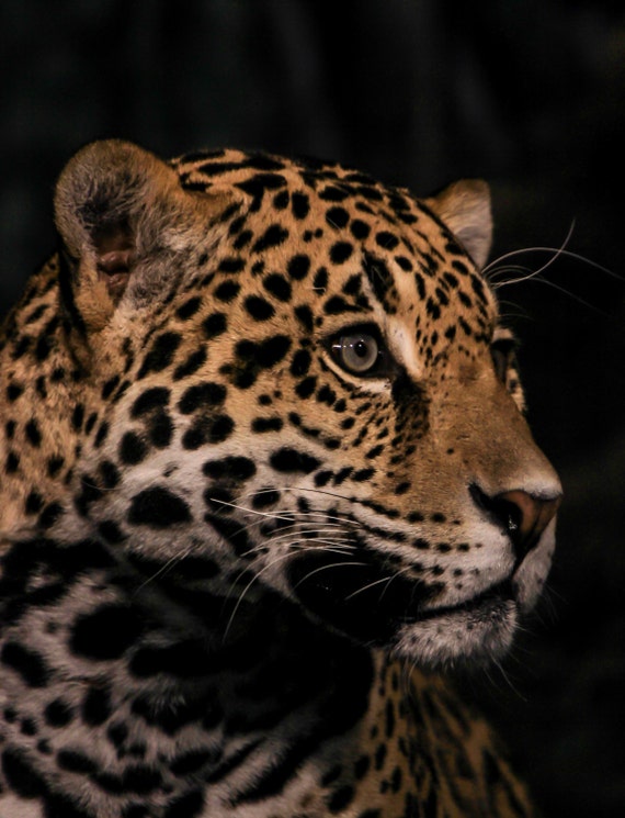 Items similar to Animal Print, Big Cat Photograph, Jaguar