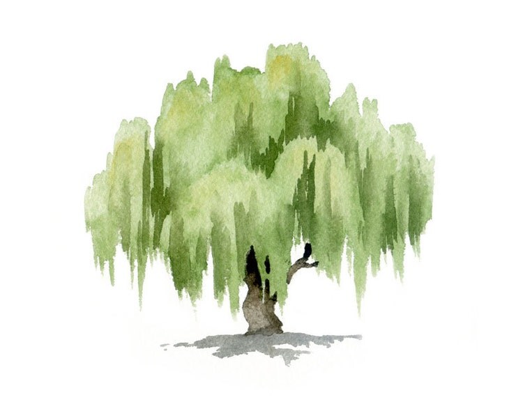 Watercolor Print Willow Tree Willow Tree by EveryDayShenanigans