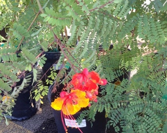 1 Live Well Rooted Pride Of Barbados Plant Hoa Phuong Vy -7 To 13 Inches -m92