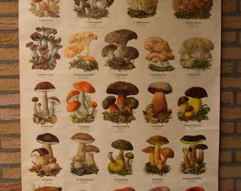 Pull Down Chart Mushroom I School Chart