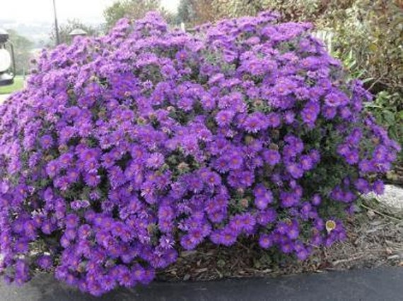 Asters: Purple Dome/ New England PLANT /X3 Roots