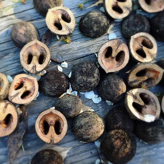 Black walnut shell halves natural craft supply by GoodfaithToys