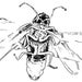 A.i. Firefly