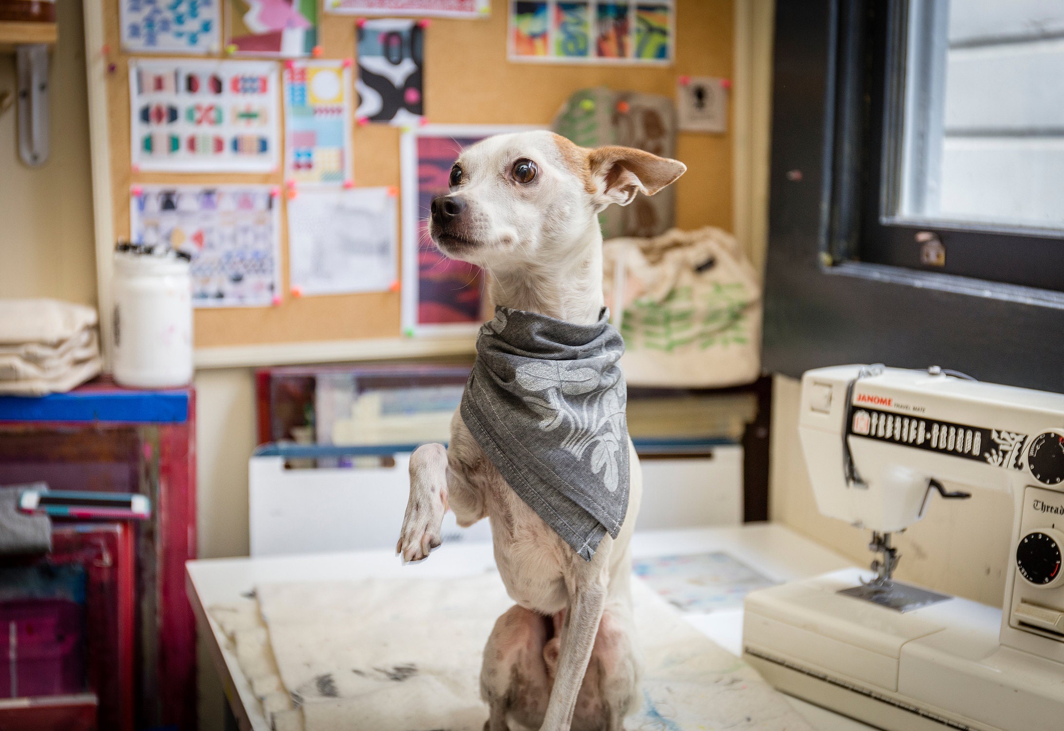 An Italian greyhound dog named Gus