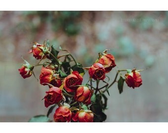 Flower Photography, Rose Photograph, Botanical Print, Still Life Photography, Vase Still Life, Flower Print, Nature Photography, Rose Decor