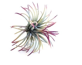 Air plant, faux air plant, ionantha, purple air plant, air plants for sale, tillandsia, purple pink air plant, blue air plant