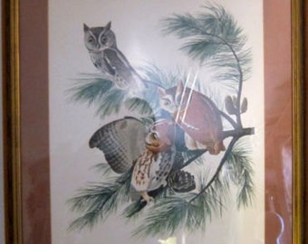 Vintage Framed Print, Little Screech Owl
