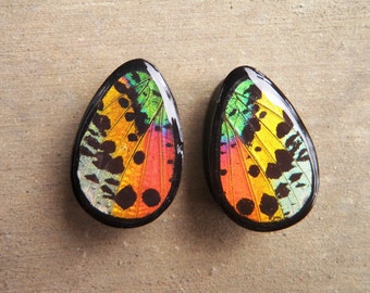 Real Sunset Wing Teardrop Plugs 1/2"-1"- Sunset Moth Plugs (choose your own size)