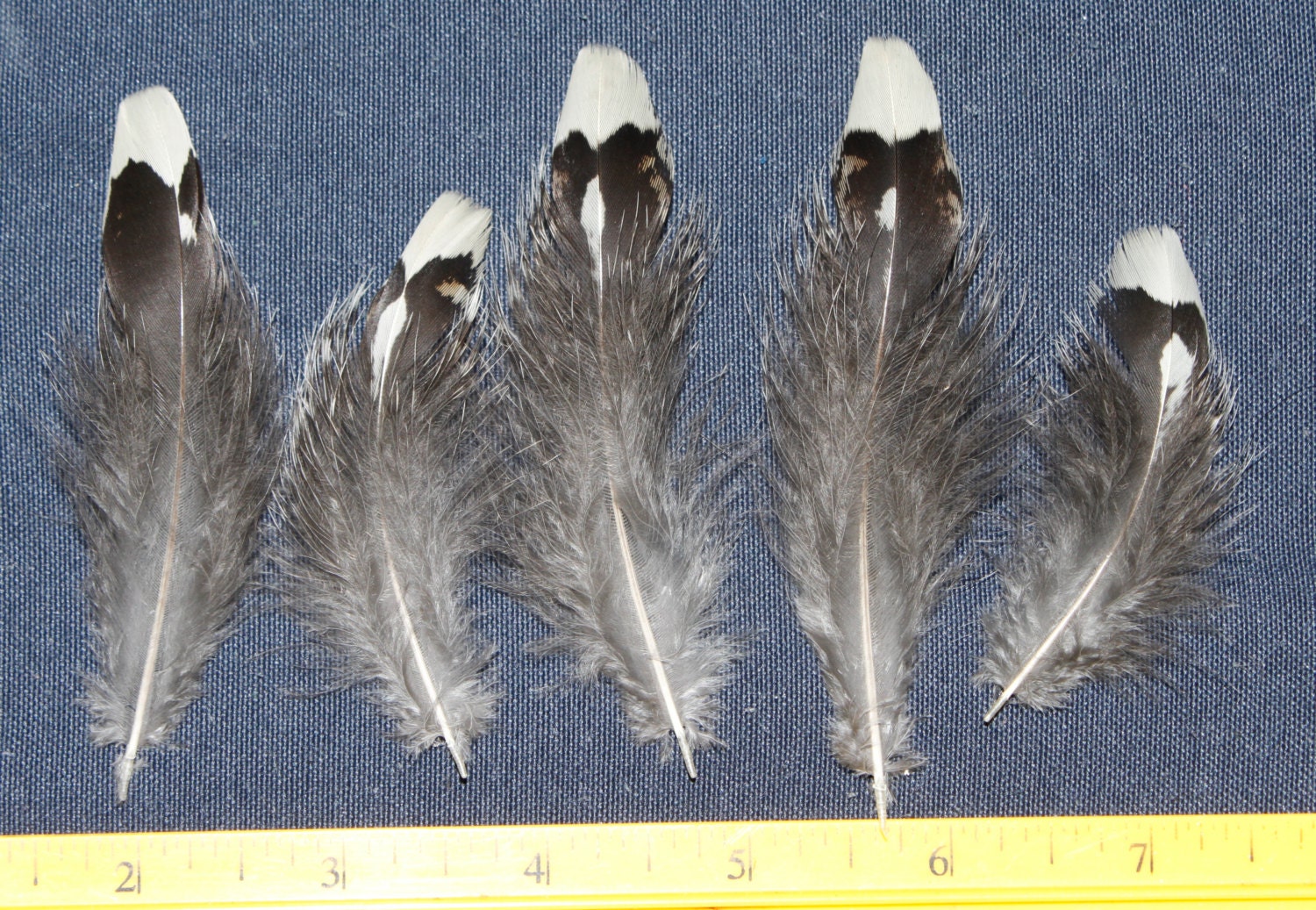 5 Alaska Spruce Grouse Feathers Black White by wolfnipplechips