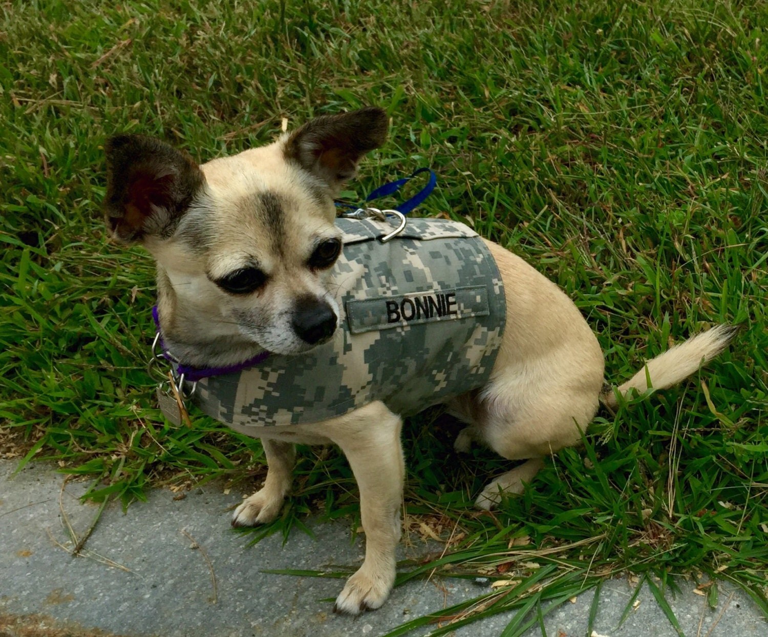 Army ACU Dog Harness with your Dogs Name/Service Tab Size