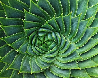 Aloe polyphylla, spiraling succulent, 5 rare seeds, almost extinct, cool climate aloe, Lesotho native, South Africa, collectors plant